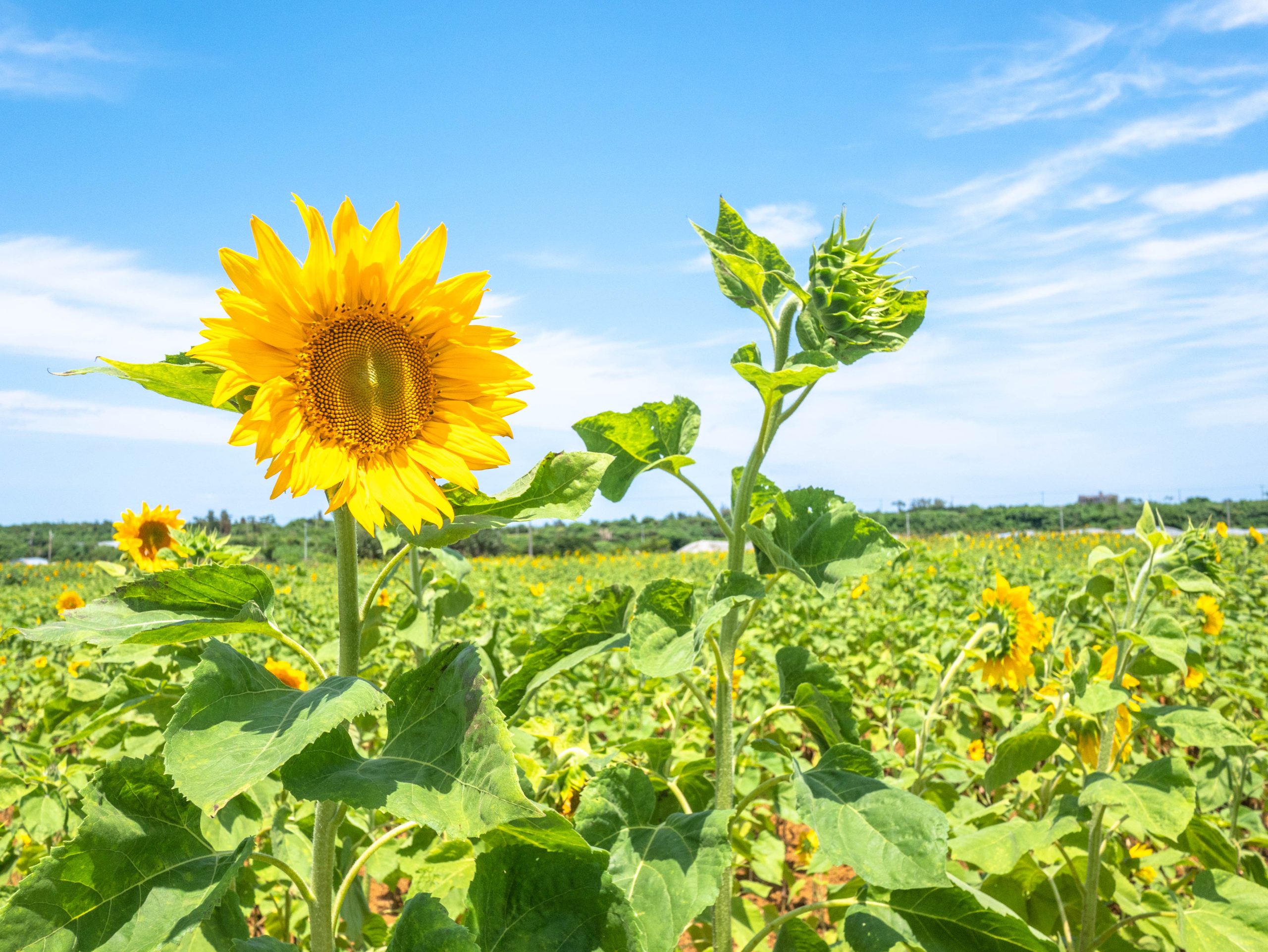 投稿についてもっと詳しく 春に夏と秋の花が楽しめる宮古島、ひまわり畑とコスモス畑に行ってみた